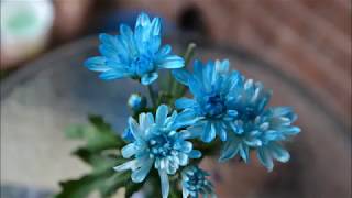 Blue Flower a pointless stop-motion film