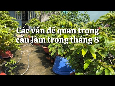 Các vấn đề quan trọng trong chăm sóc mai tháng 8 âm lịch