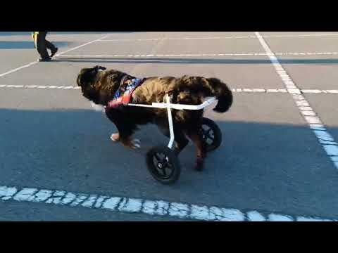 犬用車いすに乗る8歳のバーニーズ