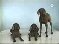 Sesame Street Wegman Dogs Demonstrate 3