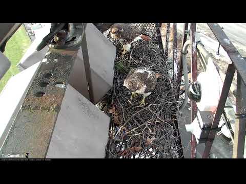 Red-tailed Hawks Visit Fernow Nest Site On Windy Afternoon – Jan 11, 2018