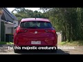 The Holden Astra Shark