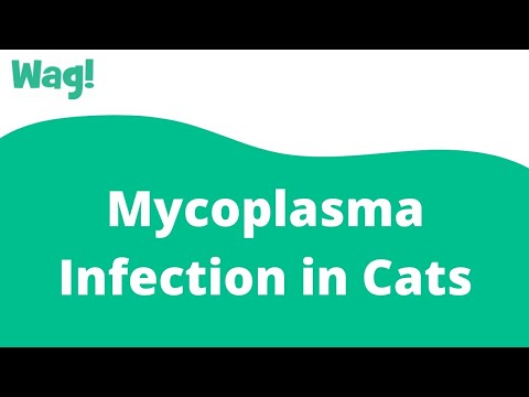 Mycoplasma Infection in Cats | Wag!