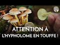 Toxicité et champignons. Exemple de l’hypholome en touffe