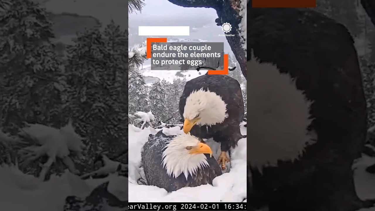 Eagles Trade Off Egg Warming Duties During Snowstorm