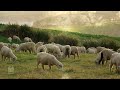 He Shall Feed His Flock | The Tabernacle Choir