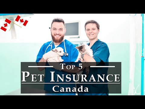 Best Pet Insurance in Canada [Reviews] 2022 | Top 5 CA Pet Insurance Companies, Cost & Covers