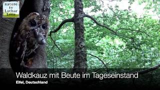 Waldkauz am Tageseinstand. Eifel, Deutschland