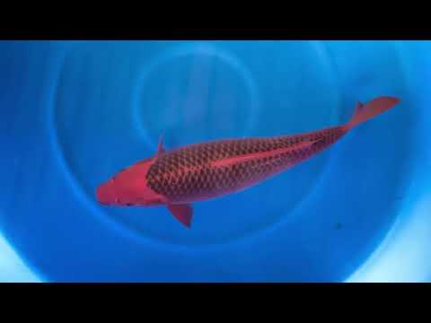 JKS 505 Sansai Aka Matsuba 70 cm