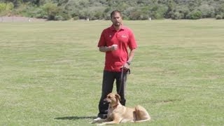 Cures for Barking Dogs : Dog Behavior & Training