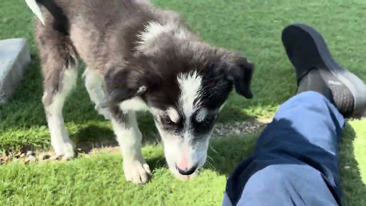 Enlarge Era, an adopted mixed breed in Wasco, CA video 6/6