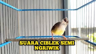 Download lagu SUARA CIBLEK SEMI NGRIWIK BAGUS BUAT PANCINGAN CIBLEK PAUD/BERENG SUPAYA CEPAT BUNYI mp3