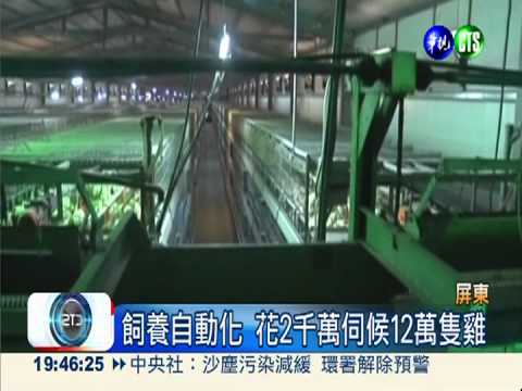 2千萬公寓養雞場 彈琴增加產能