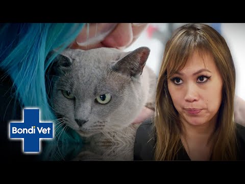 Cat Has A Swollen Face And Needs Emergency Surgery! | Bondi Vet