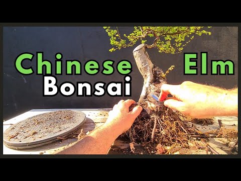 "Chinese Elm Bonsai: Wild to Wicked. Part 3"