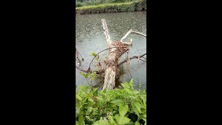 Download lagu Mancing Ikan.   Baru Sampai di Spot Udah Hujan mp3