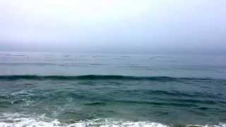 preview picture of video 'Dolphins on Main Beach, Laguna Beach'