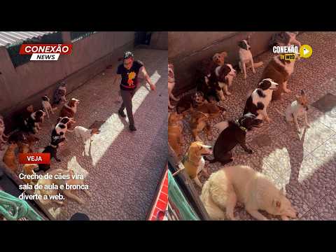 Vídeo: Creche de cães vira sala de aula e bronca diverte a web.