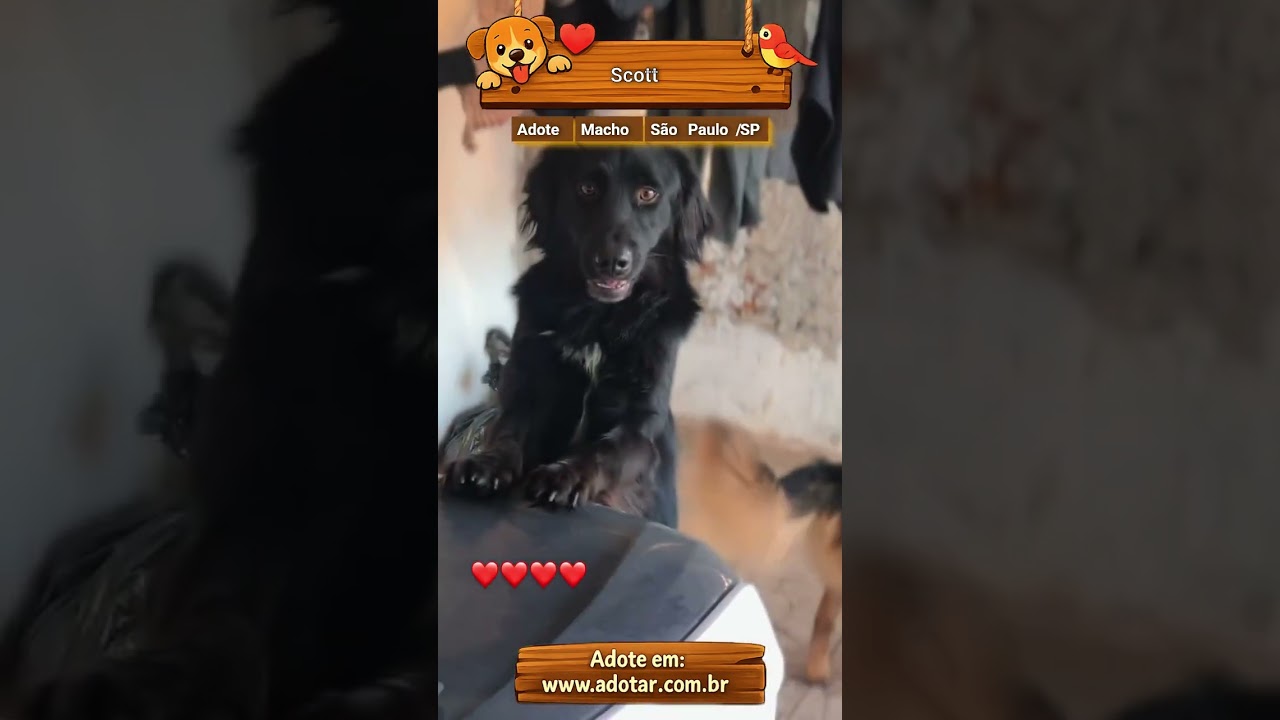 Cachorro raça SRD-ViraLata idade 5 anos nome Scott