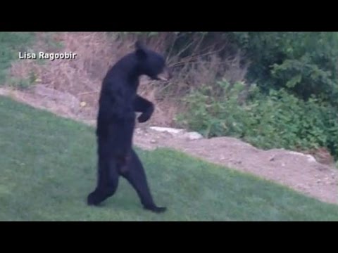 New Jersey's Walking Bear Mystery Solved