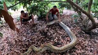 lucky hunter discovered a giant python hunting its prey