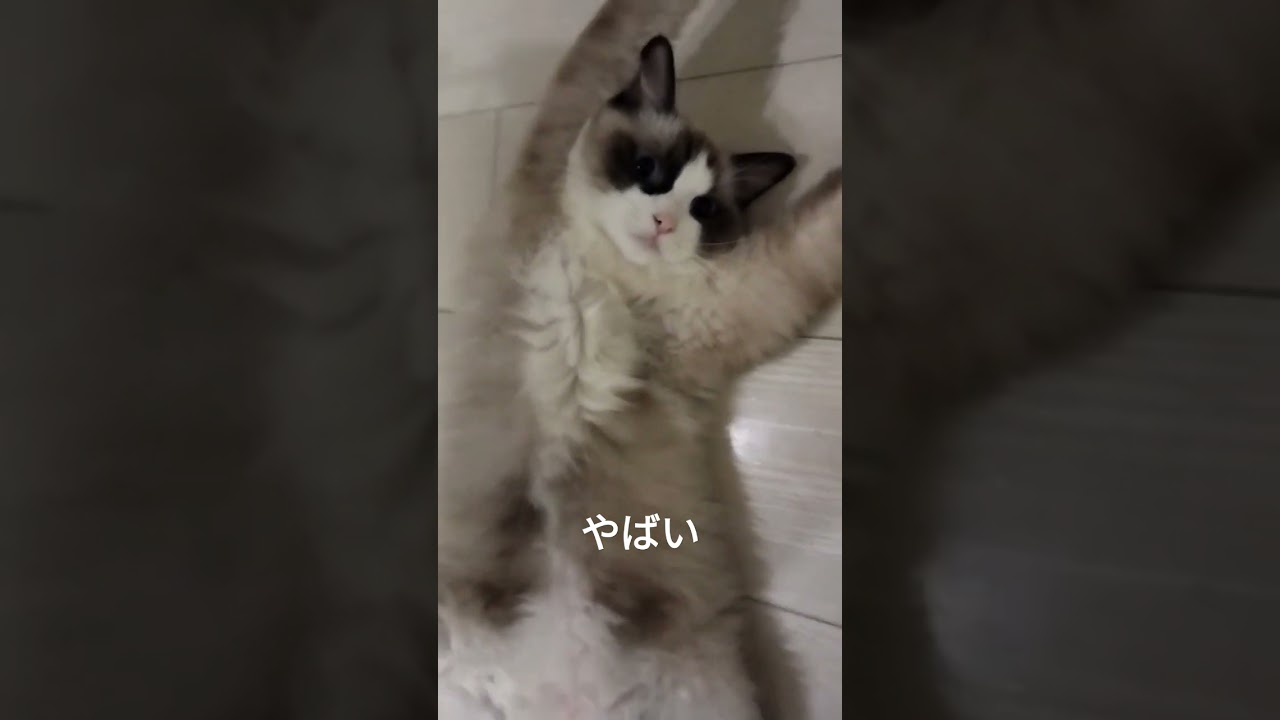 やばいたいせいしてる