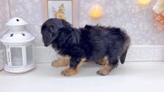 ハーフ犬の動画01
