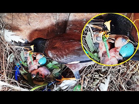 Myna Struggle in feeding GREEN DRAGON | Myna feeding baby birds in Nest bird video