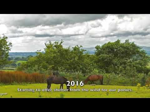 Planting Trees thumbnail