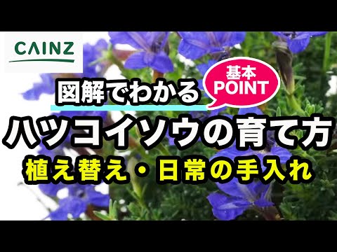 テキサスセージ、アスター、ツツジ…春の花畑のために10月に植える最も美しい多年草8選  庭園