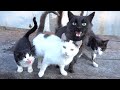 Cats Meowing Very Loud Because They Super Hungry