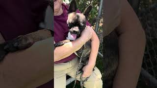 Video preview image #1 Boston Terrier Puppy For Sale in Pasadena, CA, USA