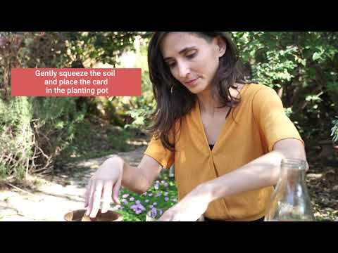 download lagu mp3 mp4 Plant A Wish Paper, download lagu Plant A Wish Paper gratis, unduh video klip Plant A Wish Paper