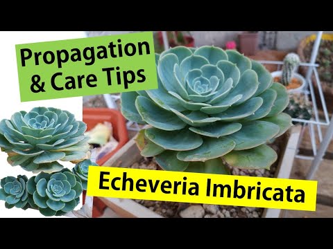 , title : 'Echeveria Imbricata Succulent Propagation w/ care tips