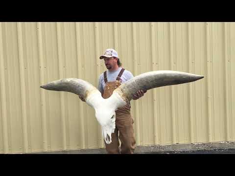 DBR General Patton Watusi Skull