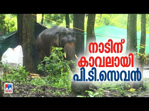 കാടിറങ്ങുന്നവരെ തുരത്തും; നാടിന് കാവലായി പി.ടി സെവന്‍ | PT 7 Elephant | Palakkad