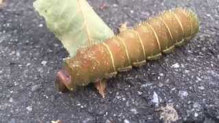 Orange caterpillar - Actius Luna