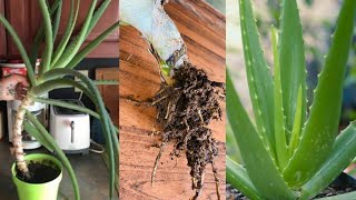 How To Save A Bare- Stemmed Aloevera  |How To Repot A Large Aloevera Plant | Smiley Plants