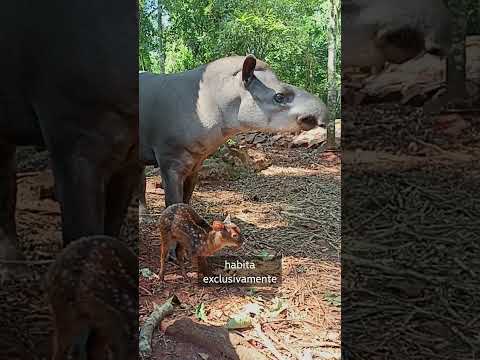 Nacimiento de #corzuela #fauna #faunafascinante