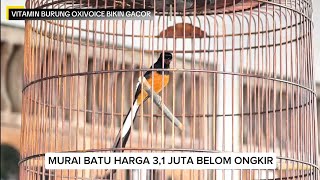 Download lagu Stok murai volume kencang lagunya josjis mp3