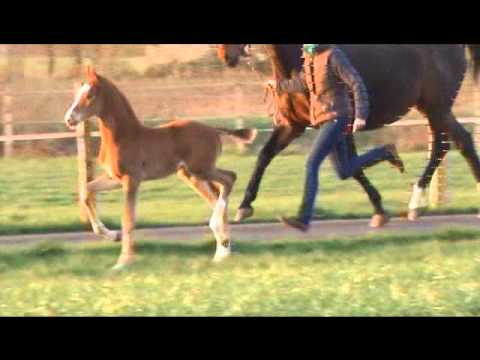 Hengstfohlen von Franziskus