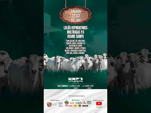 LEILÃO DE GADO AO VIVO / UMUARAMA - PR- Lances- (44) 9 9976-2930