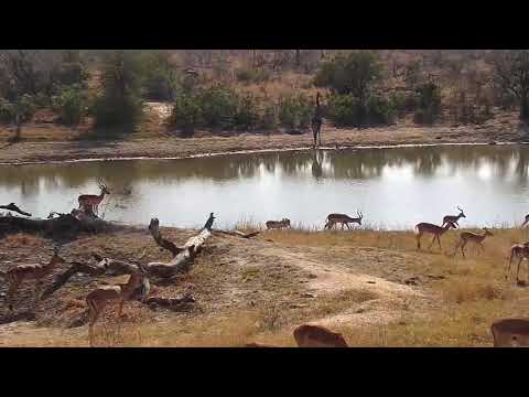 Djuma: Small group of Elephants, Giraffe and Impalas - 09:07 - 08/24/20