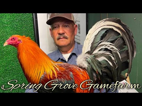 Yellow leg hatch Grey - SPRING GROVE FARM