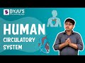 Human Circulatory System - Transportation