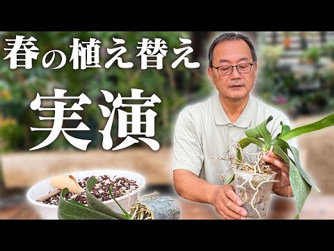 蘭の植え替えはいつするの？どのくらいの頻度で行うかを知るための正確な説明 + ビデオ  庭園