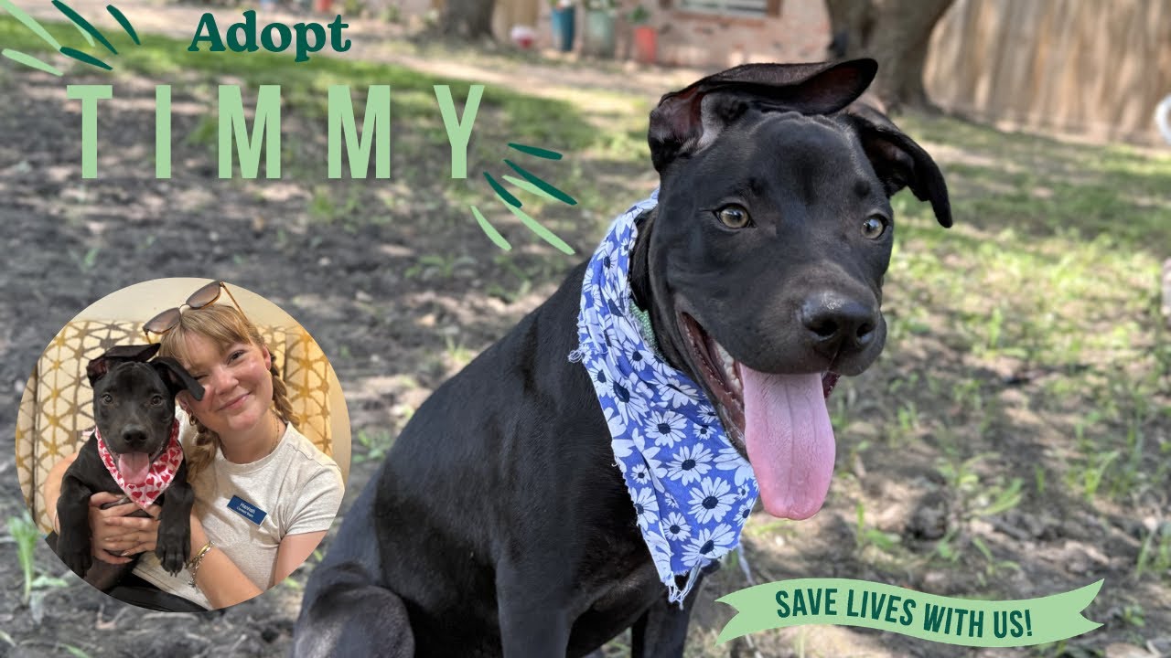 Timmy Too Cute Sweets, a Adoptable mixed breed in Rockford, IL video 6/6