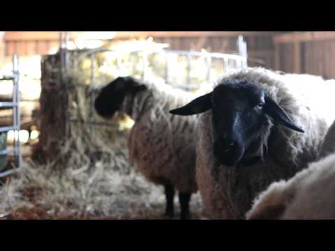 Christoffer Sjögren