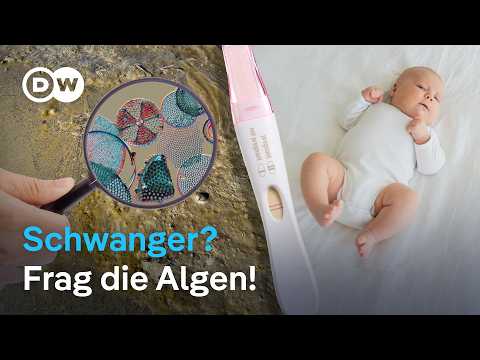Schwangerschaftstest: Kann eine Alge Tierversuche ersetzen?