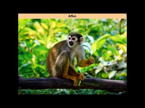 Zwilling Merkur Prinzip